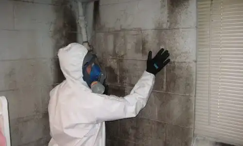 mold inspector