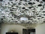 Mold Growth